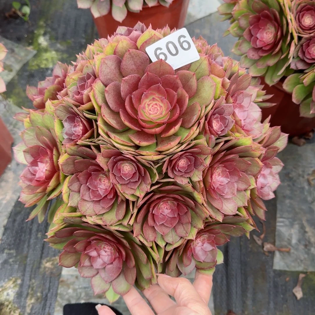 夏*风606多肉植物桃花