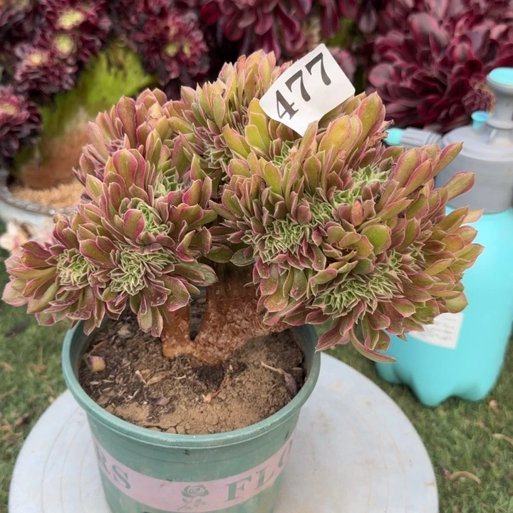 粉仙法师锦缀化477