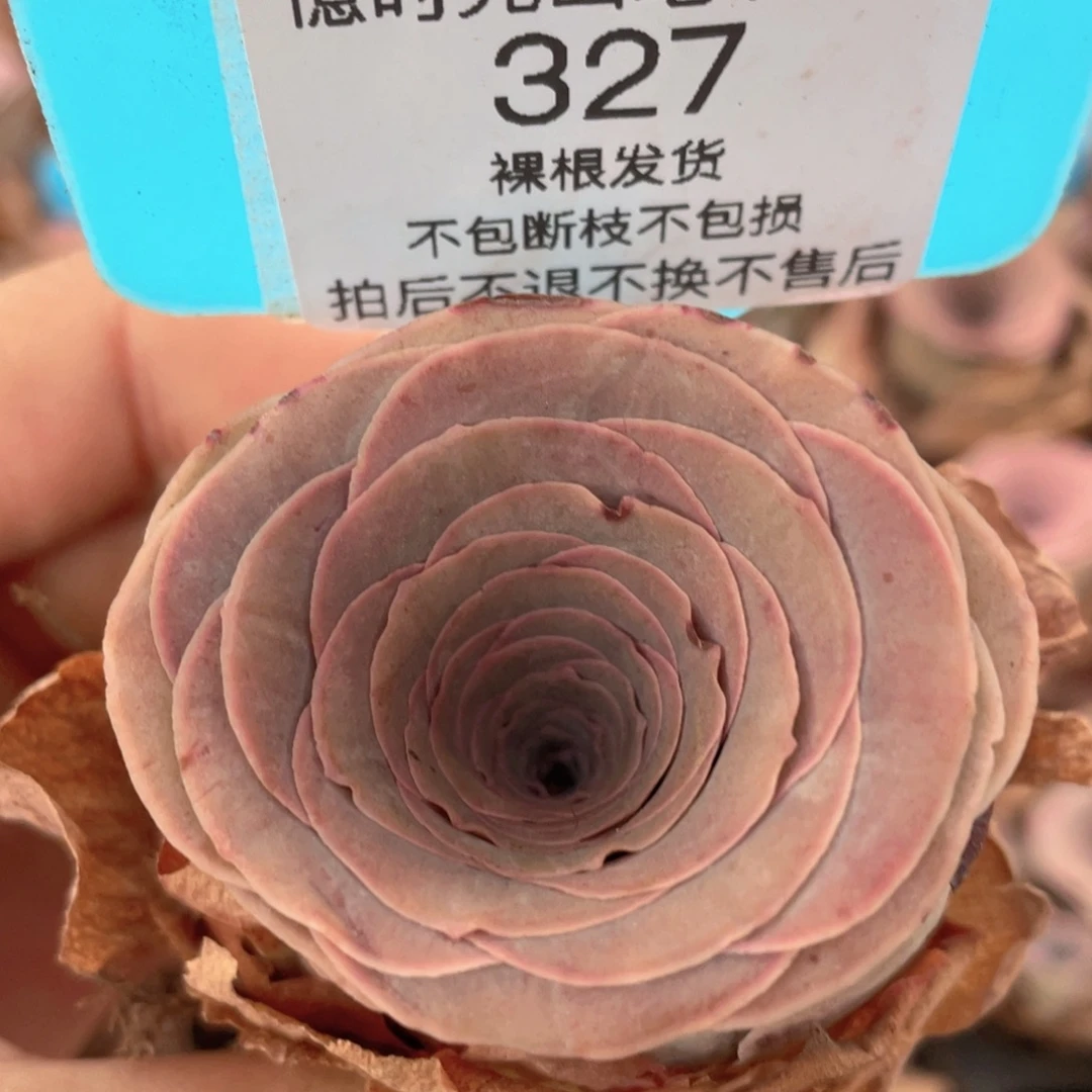 山地玫瑰327裸根发货不售后