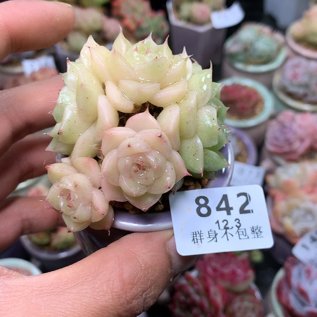 精控拇指盆12.3842