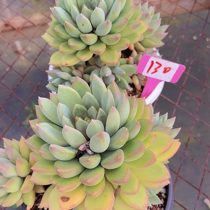 130红象带盆2个多肉