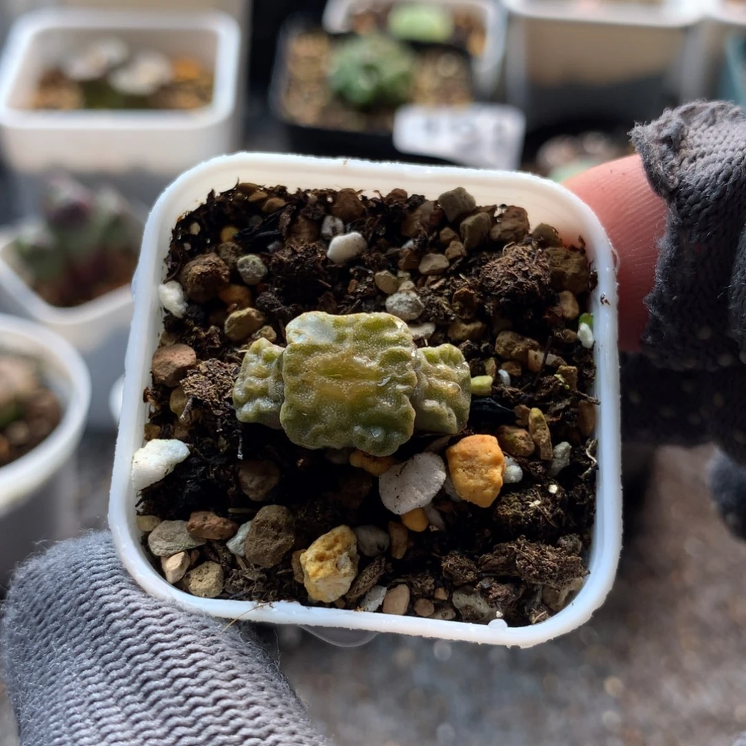 224烧卖福利一颗