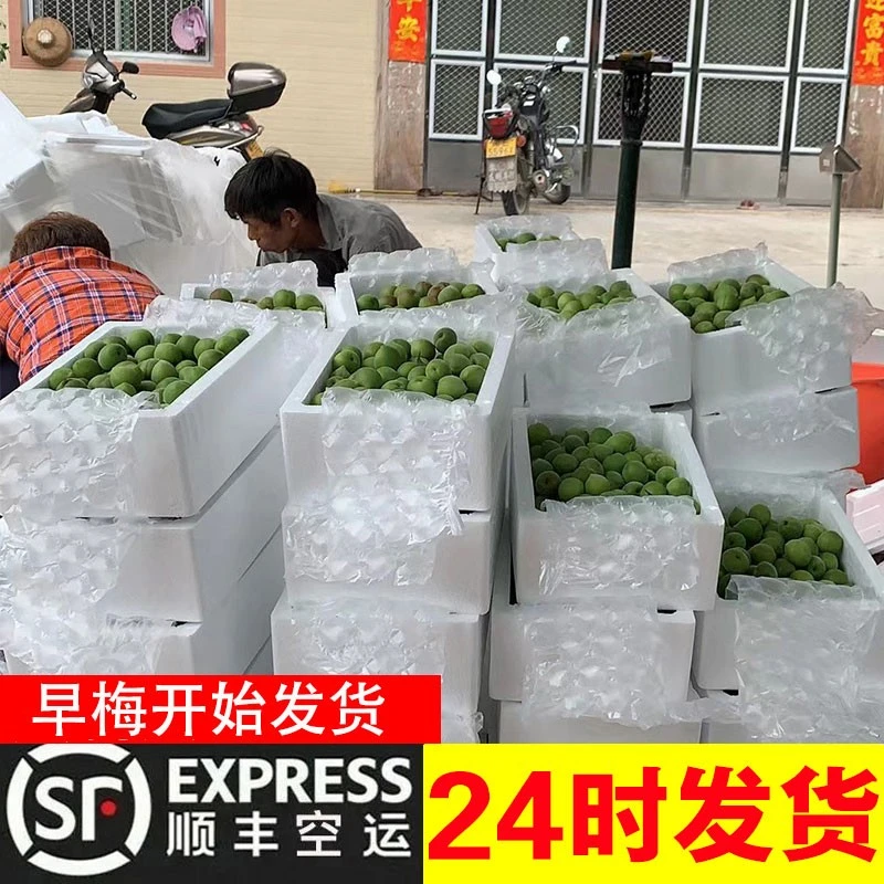 【顺丰包邮】青梅果新鲜现摘诏安深山散装生梅子泡酒生酸鲜果1/5斤