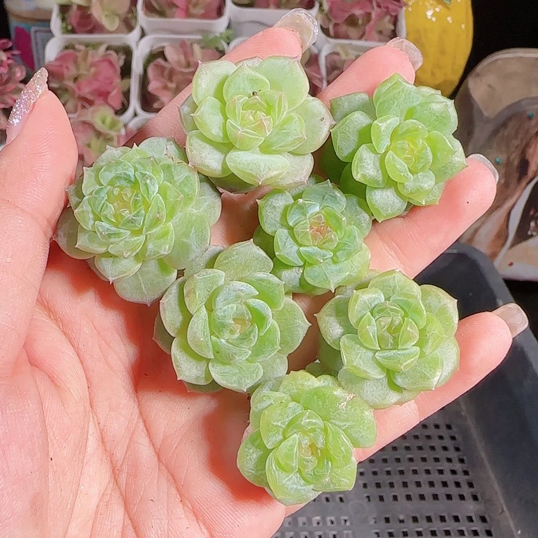 0720-:-34糖心珍妮