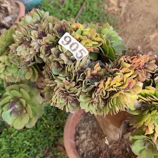 浪***人多肉植物一个万追