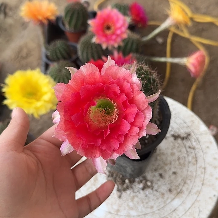 银****阳仙人球带根开花球5