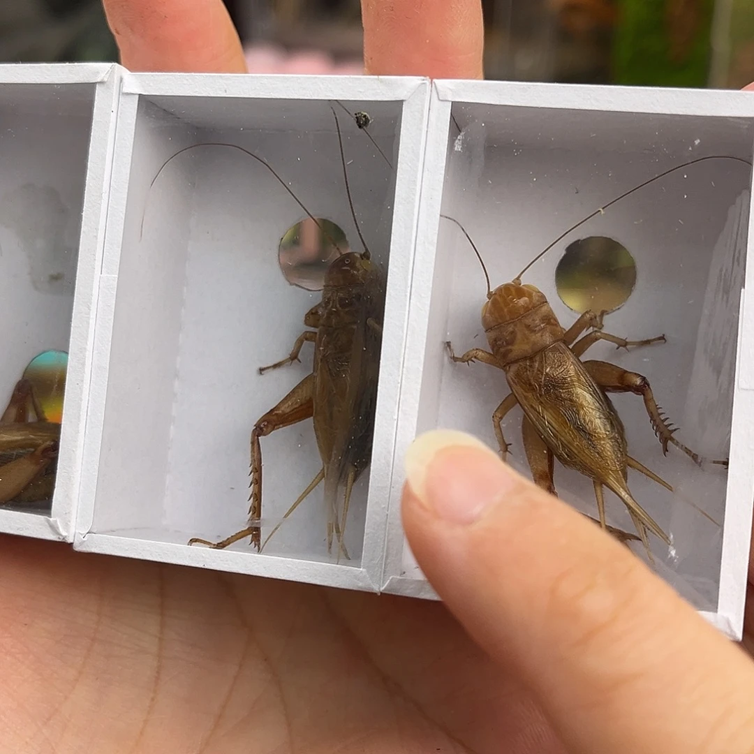 3条全品冰糖子哈哈