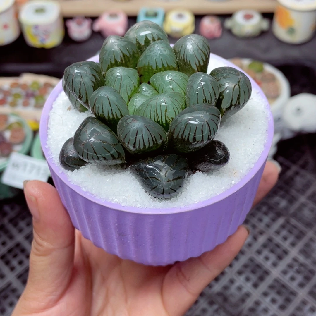 w1714 带盆土发货-零下地区拍保温箱