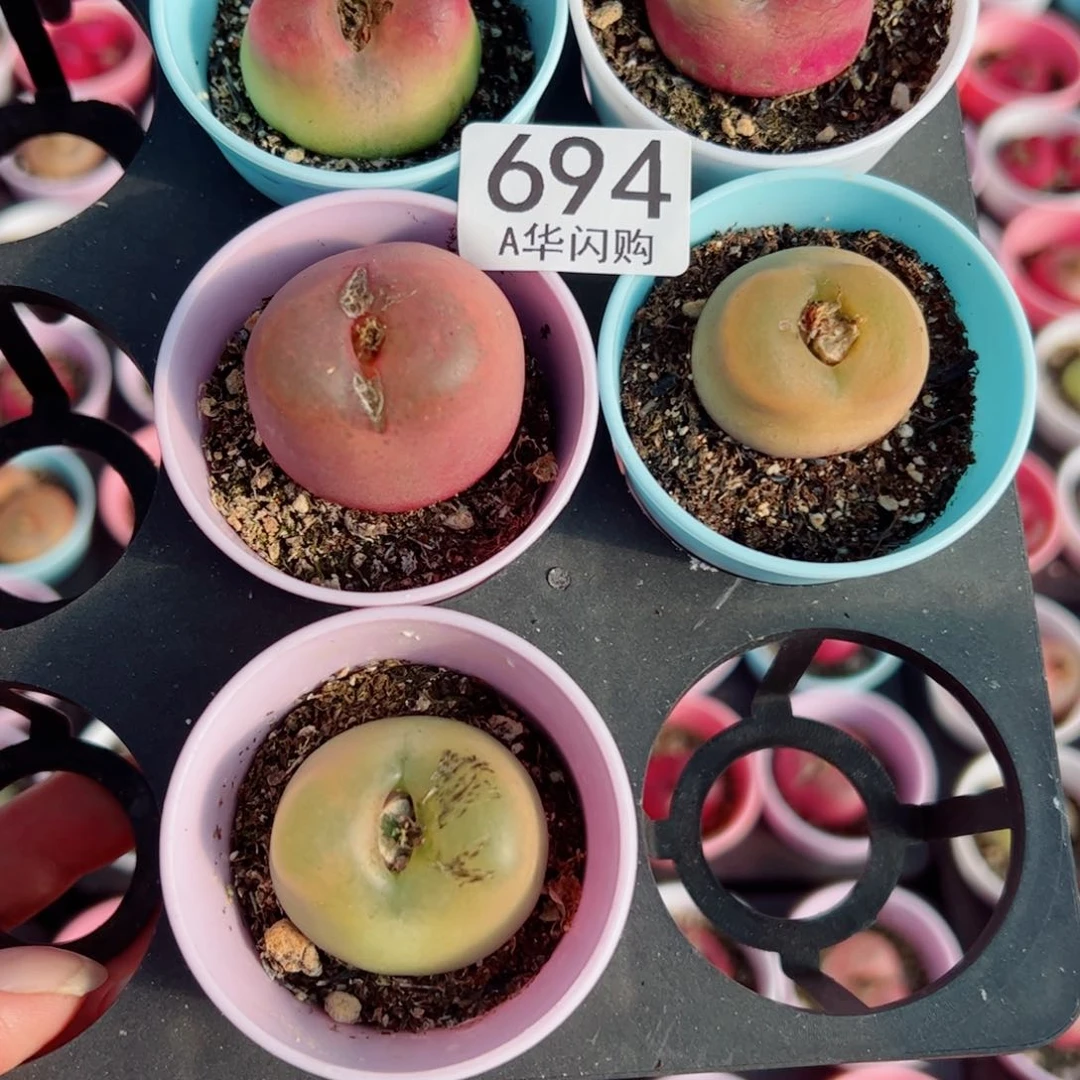 桂*我很喜欢这个A694