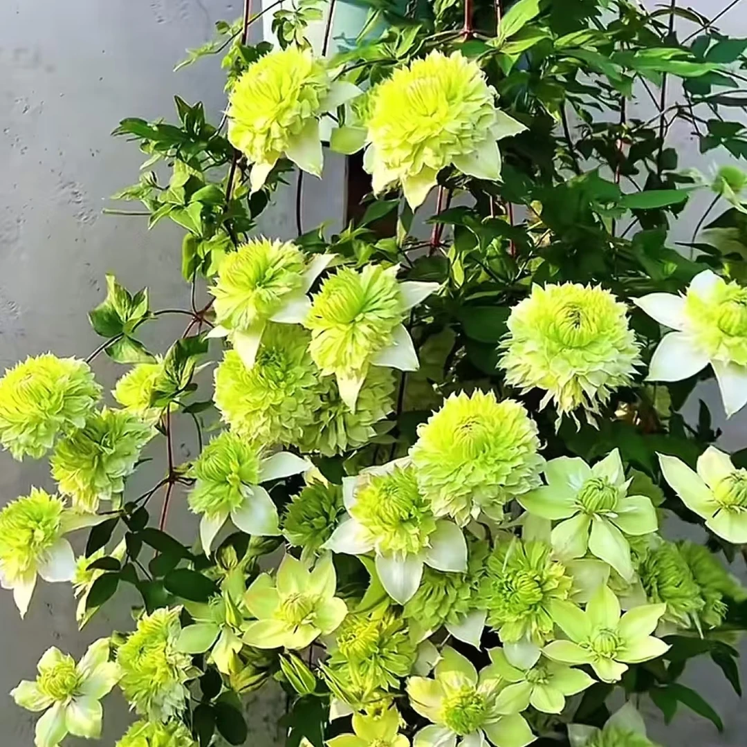 【一加仑小绿】线莲重瓣爬藤带花苗攀援庭院花卉盆栽地栽观花植物室