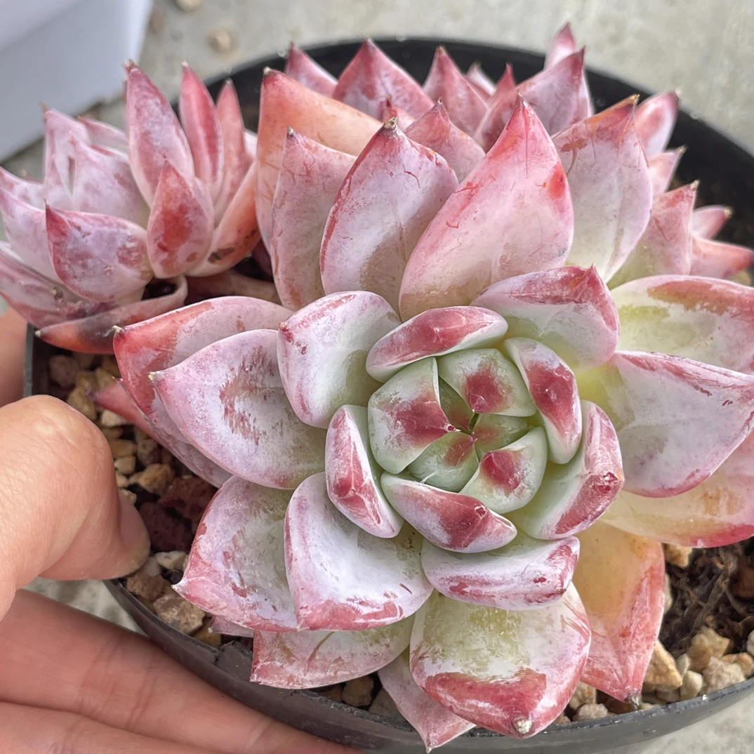 宠物多肉植物韩版蜜卡大三头12公分