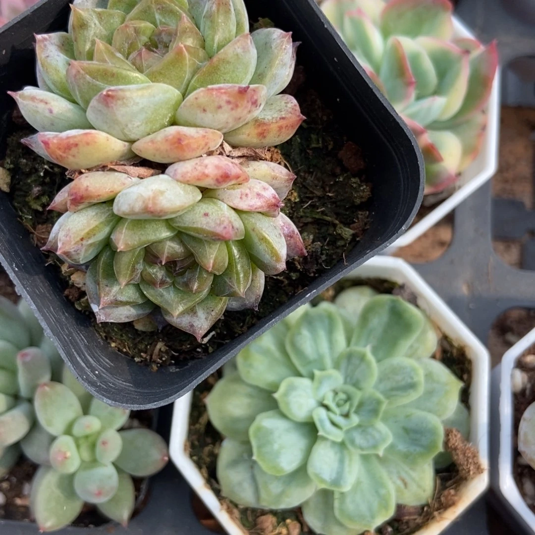 968冰魄多肉植物保护