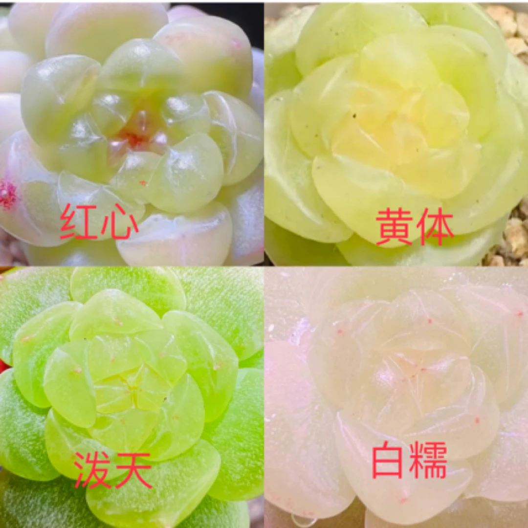 财富密码泼天,白糯,黄心,红心一颗专拍