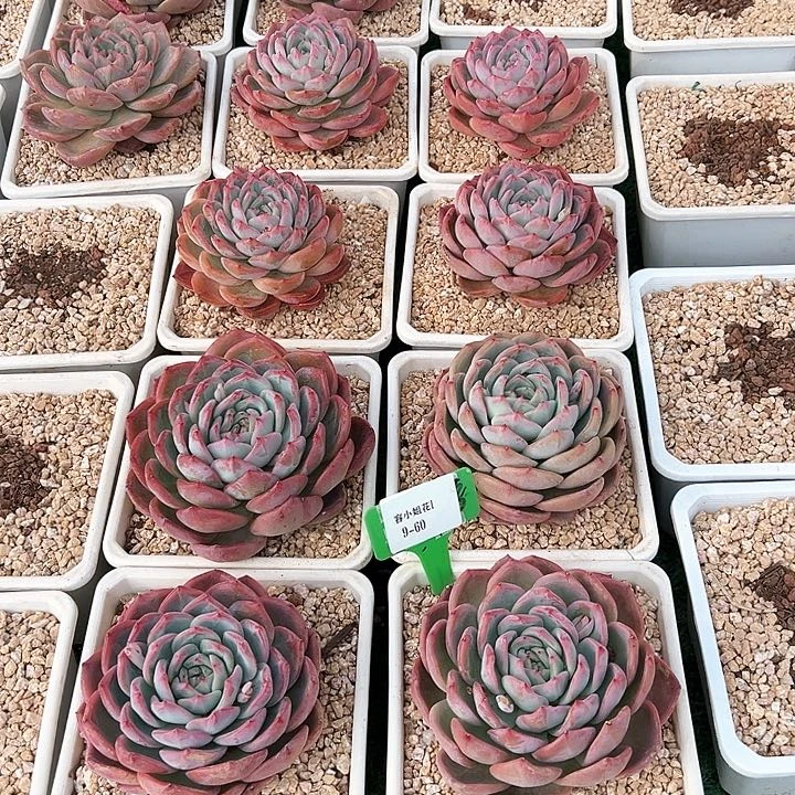 9.60红鸾一个脱土