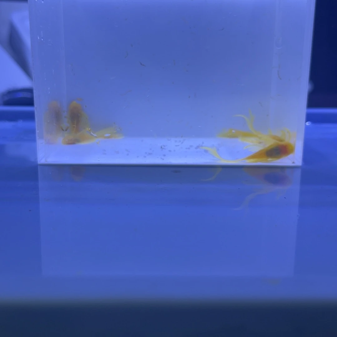 孔雀鱼大帆5条开箱视频报损