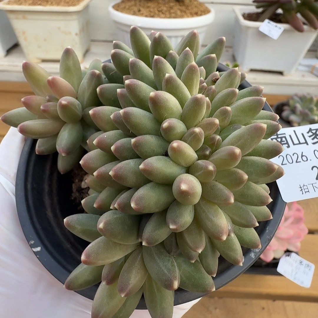 伊卡露诗缀1101-22