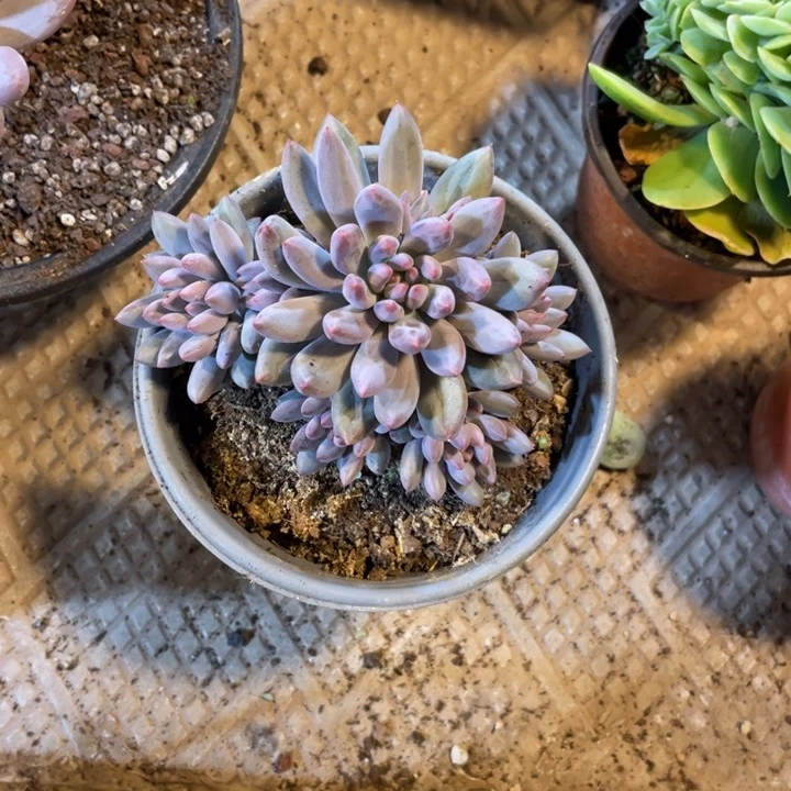 423 满20包邮脱土发货