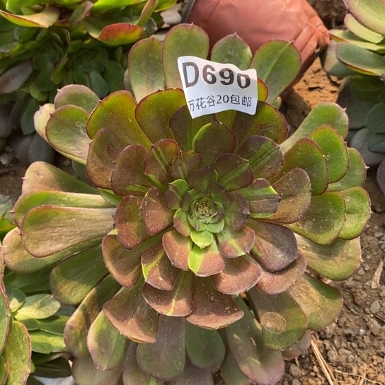 690哈迪斯多肉植物