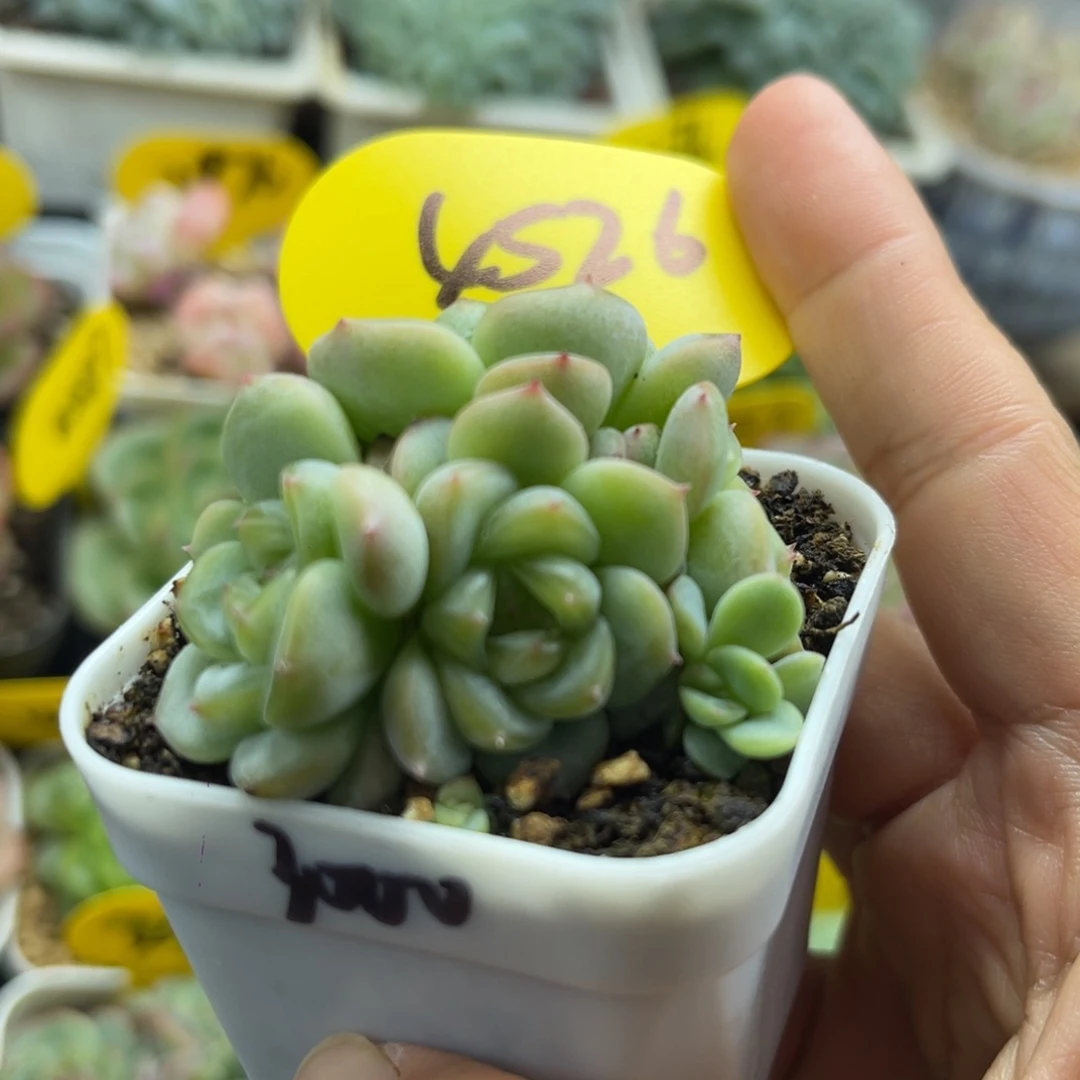 甜心3000稀有5头4526