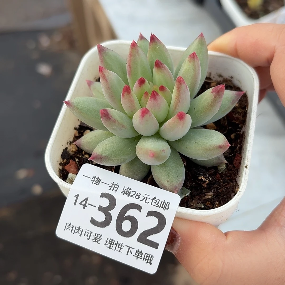 虞美人无盆土发货无