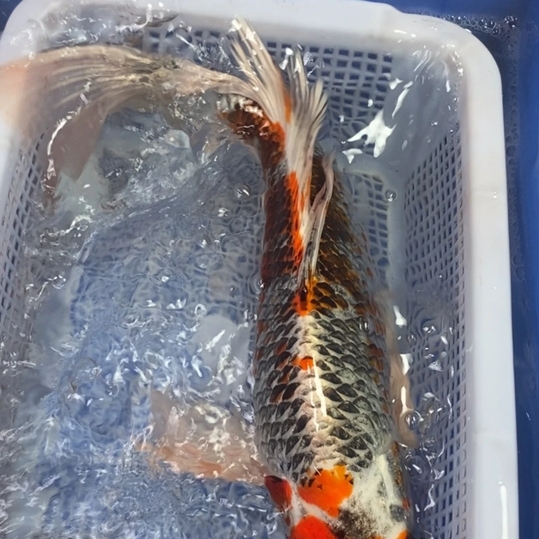 锦鲤冷水锦鲤包邮