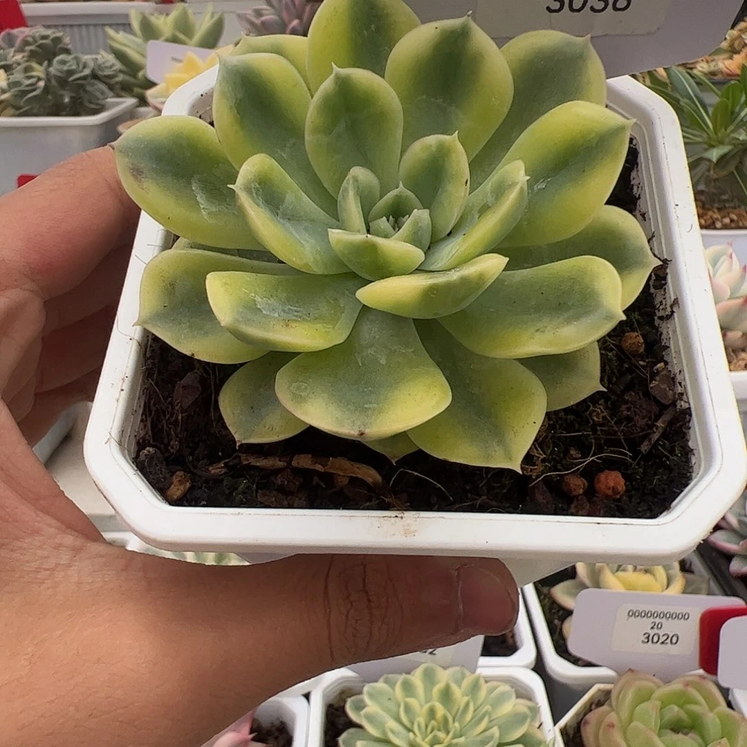 3036号抹茶菩提多肉