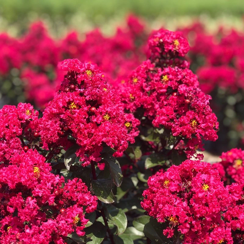 【木通专属】紫薇 樱桃摩卡 10加仑 阳台庭院花卉地栽绿化带灌木
