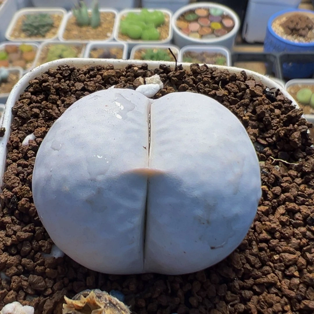 52多肉植物母本高尔夫