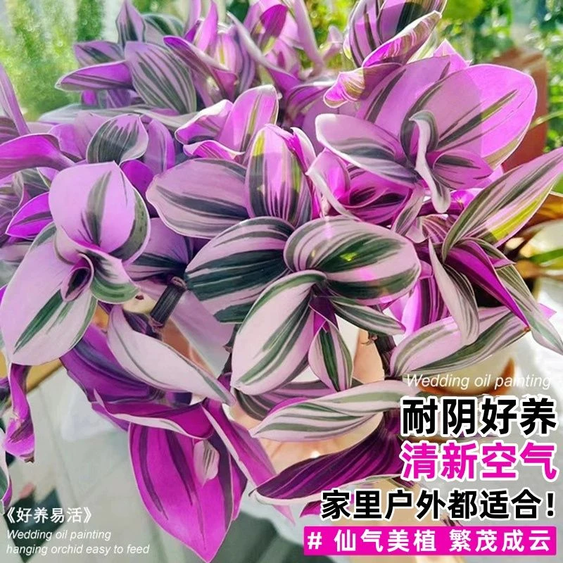 油画婚礼吊兰新品多肉盆栽办公室绿植阳台桌面好养活开花观叶植物