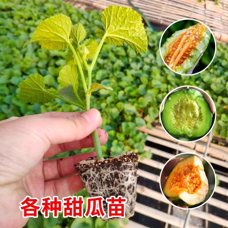 羊角蜜甜瓜种孑甜瓜苗秧水果种籽大全四季阳台冰糖子香瓜蔬菜种子
