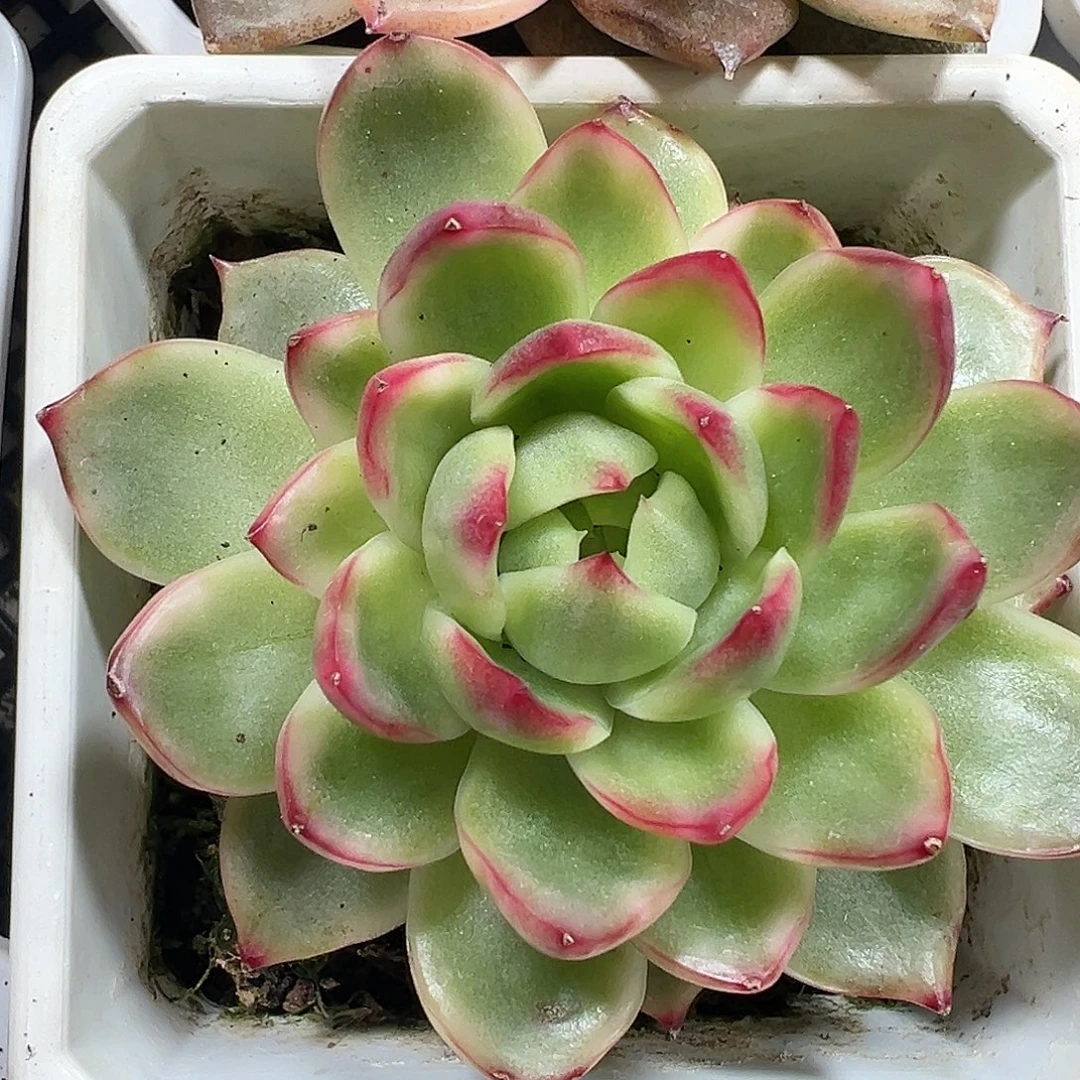 珍妮锦多肉植物锦