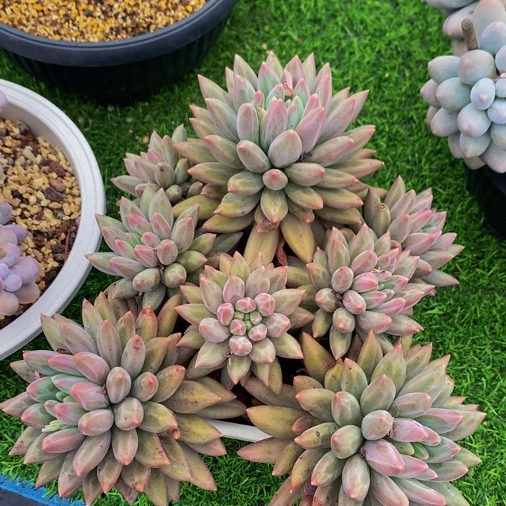 水晶球  多肉植物1211112