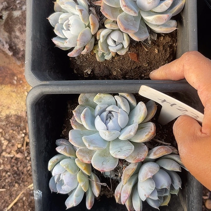 晨语多肉，一物一拍123