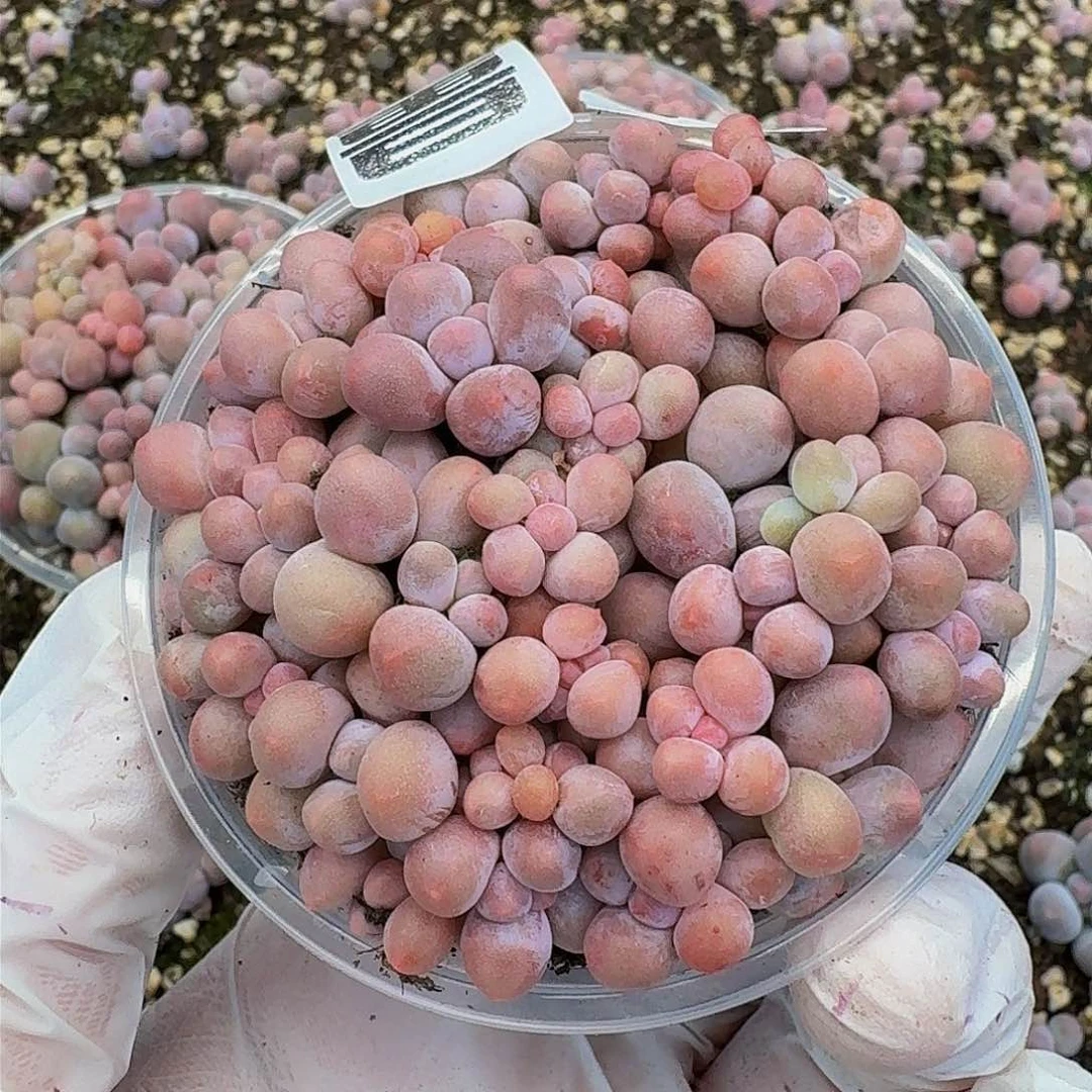 多肉植物多肉植物397量拍