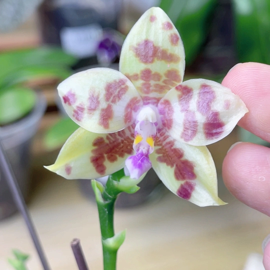 完全开放K22052-1430