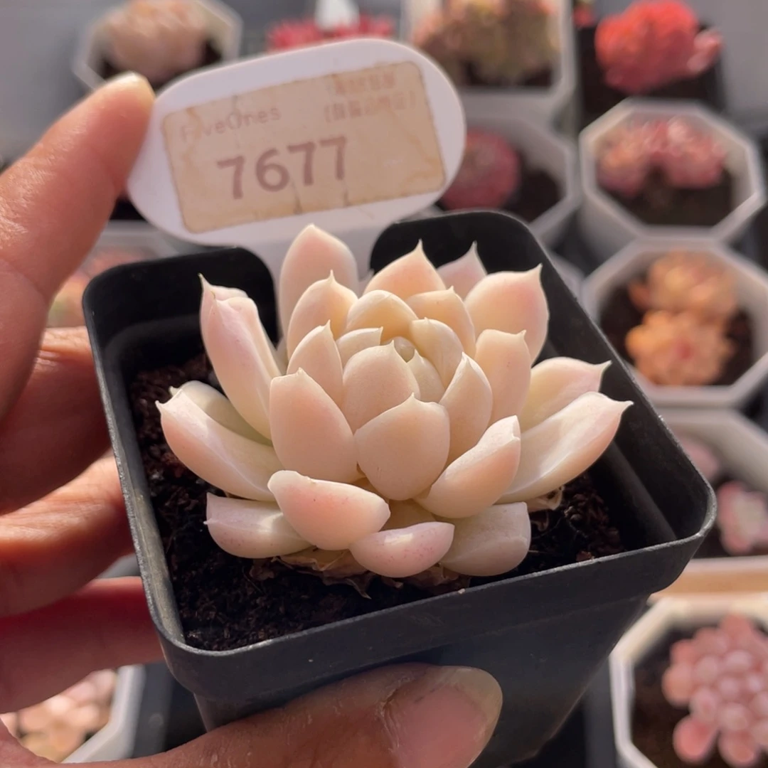 白月影7677-5.5厘米