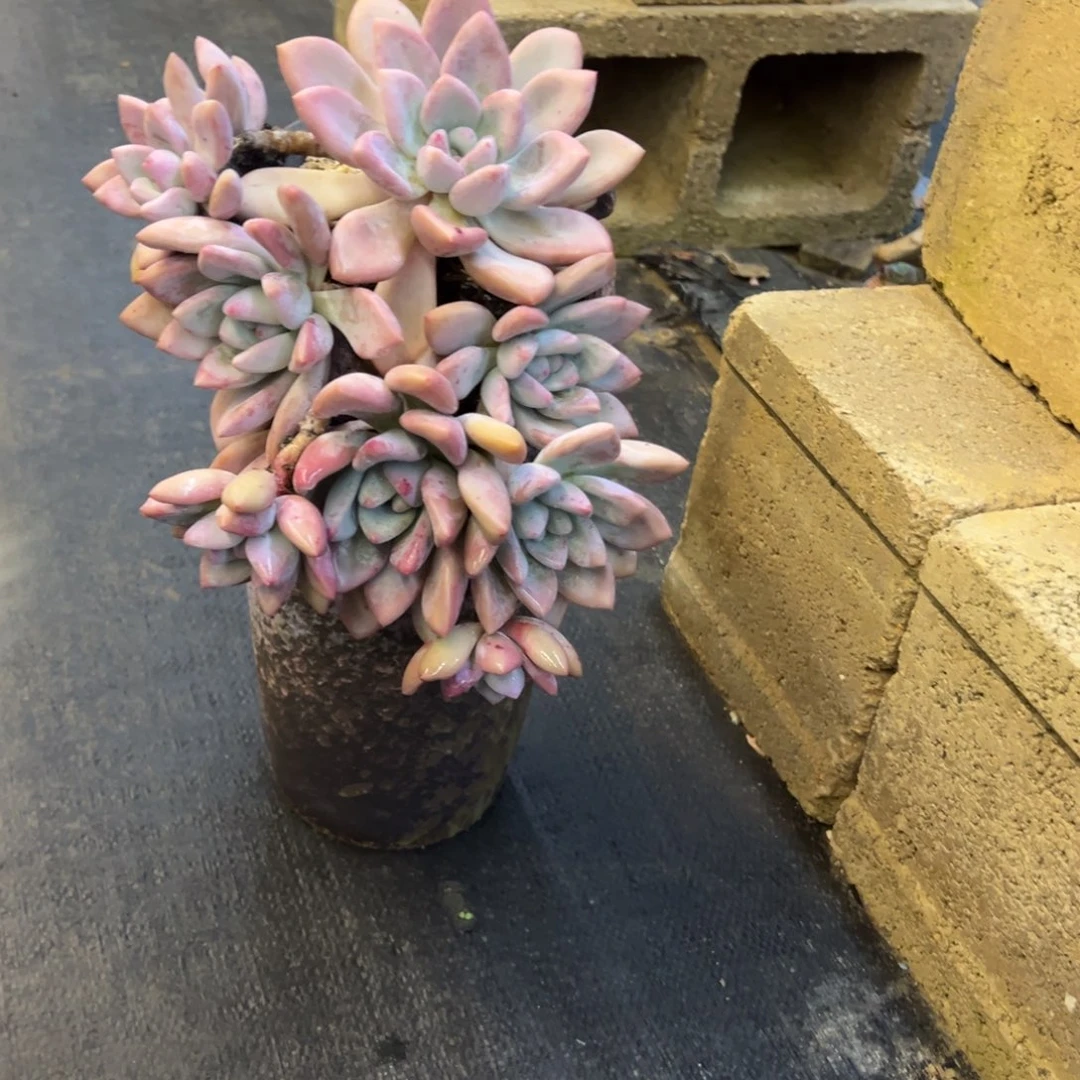 悬崖老桩无砍奥普