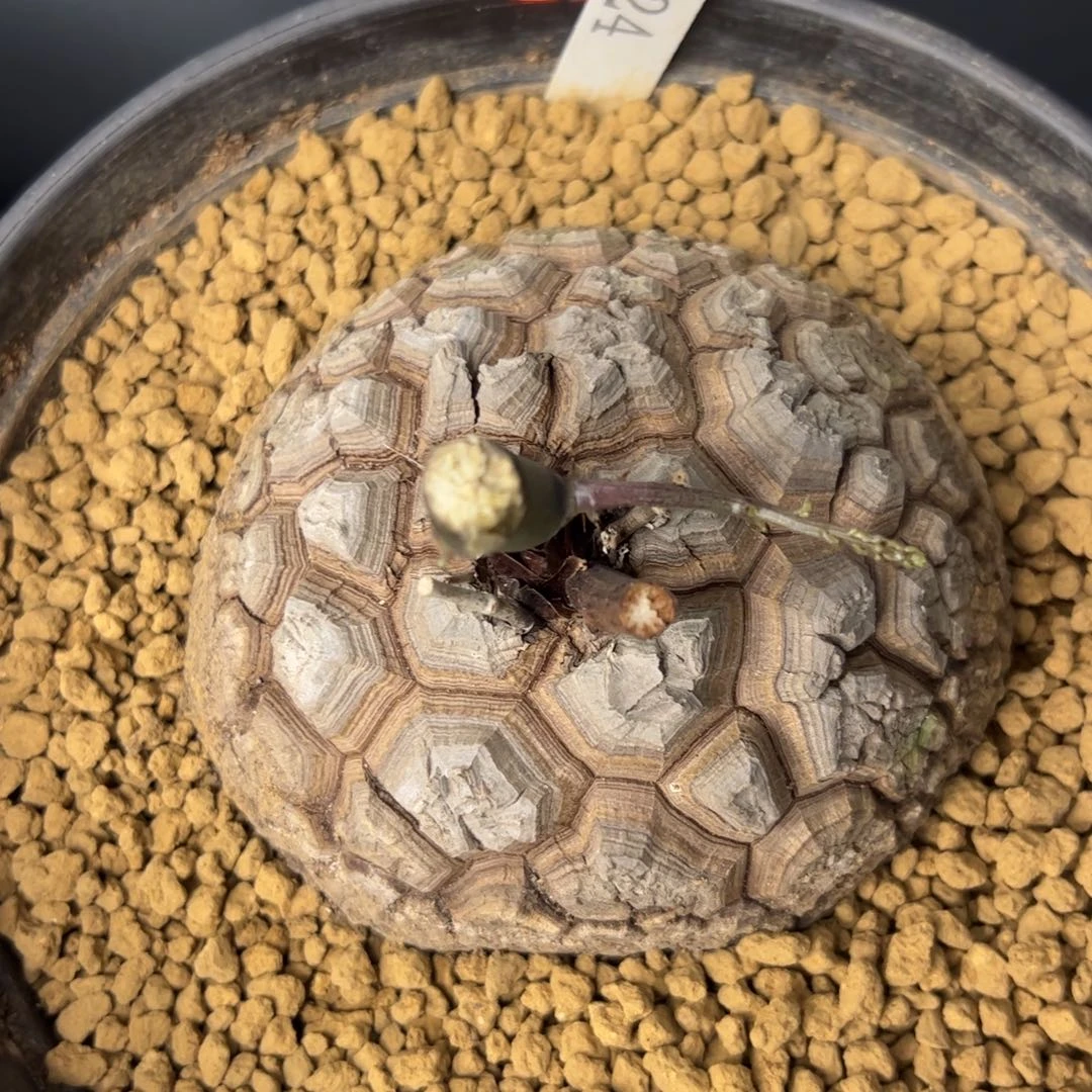 精品盆栽养定的龟甲龙224号