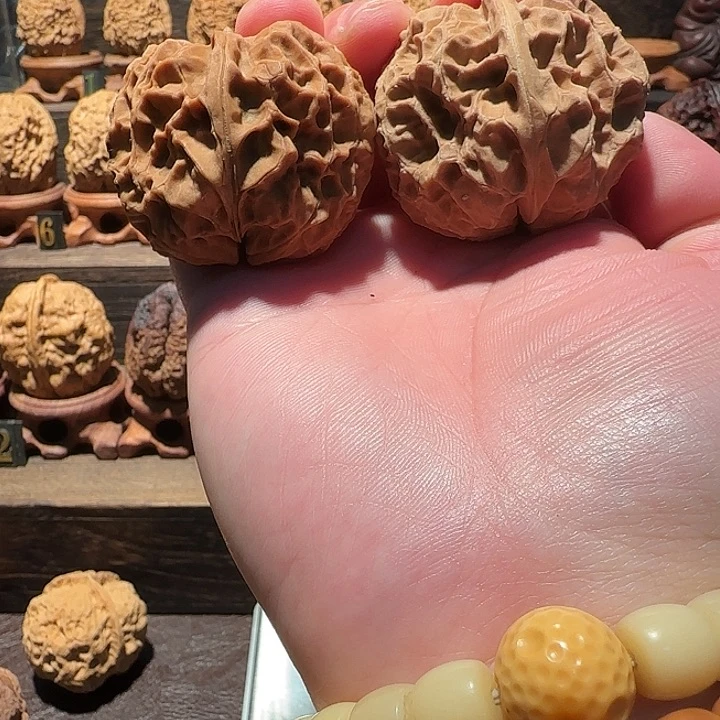 核桃龙甲金蟾45尺