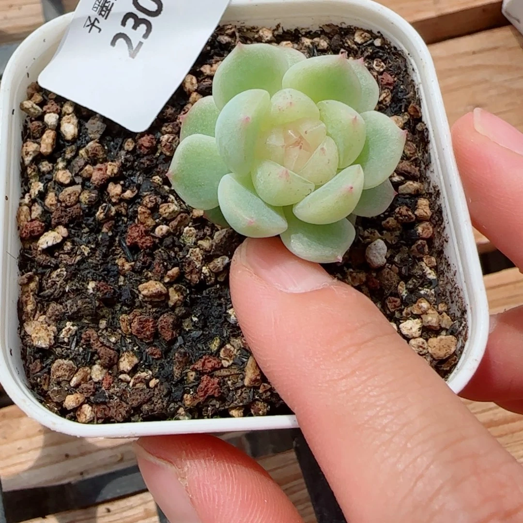 泼天富贵，2307多肉植物