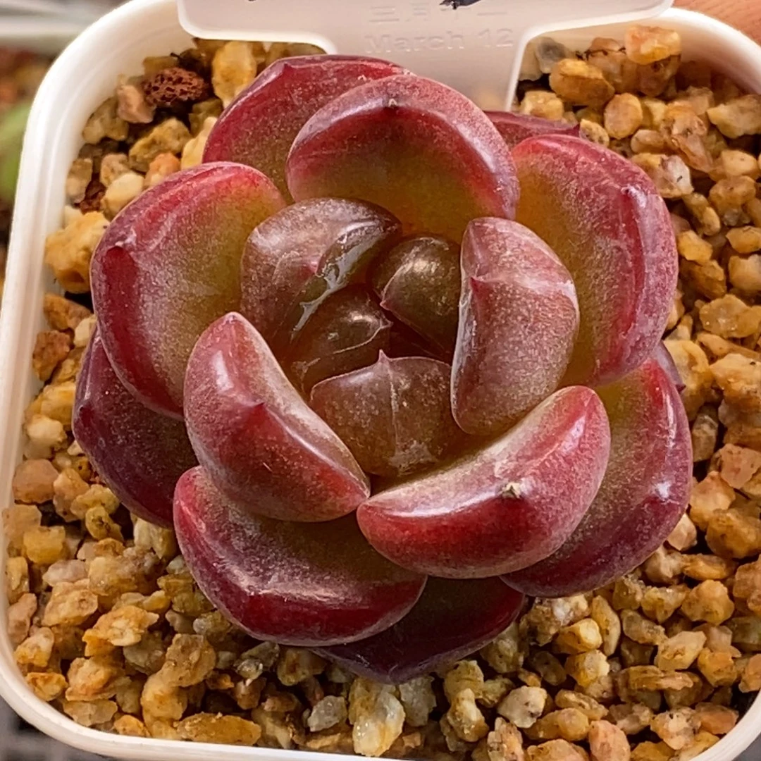 哈哈恍恍惚惚红红火火