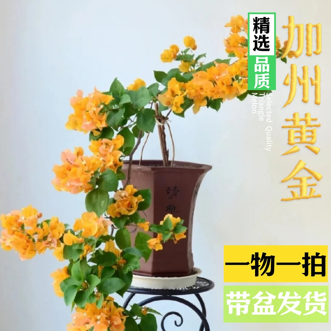 三角梅带瓷盆 【一物一拍】渐变色四季勤花阳台户外好养易活