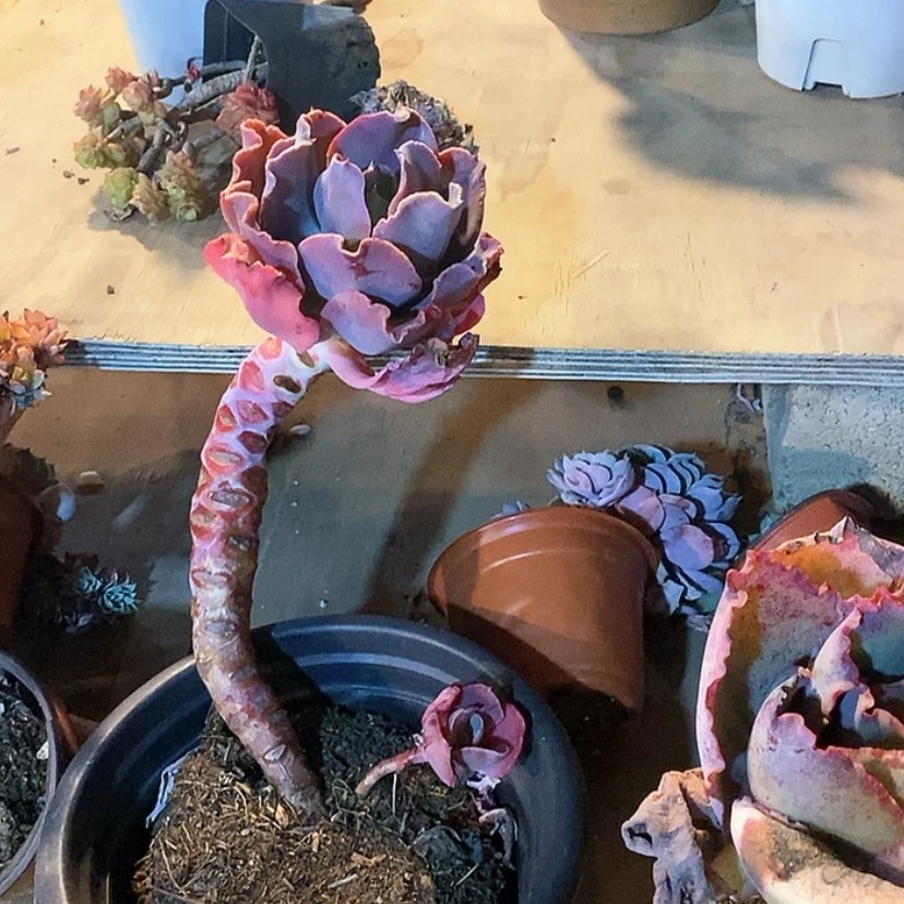 【闪购商品】岚****室红婚纱19232