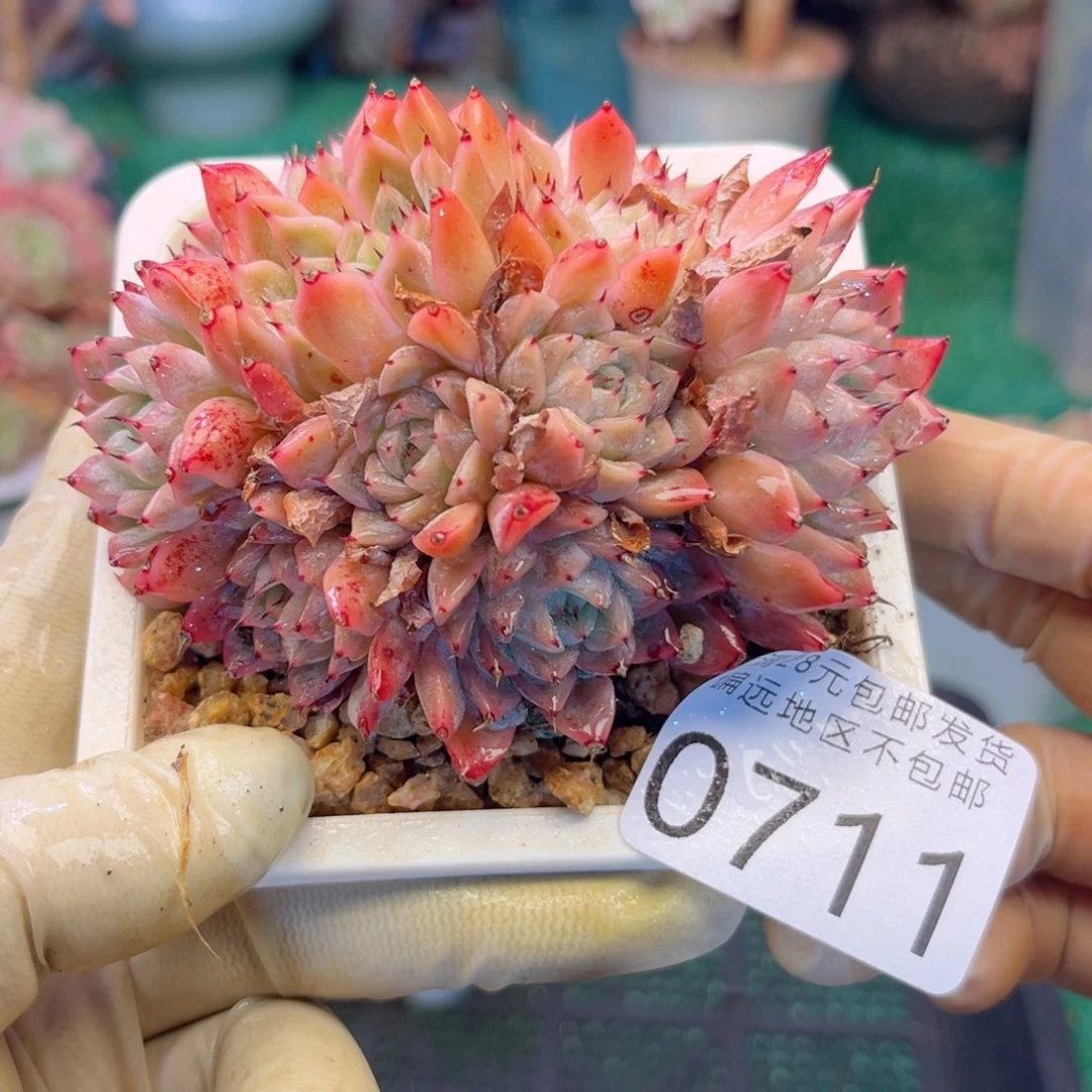 大0711；zb xb cb b n