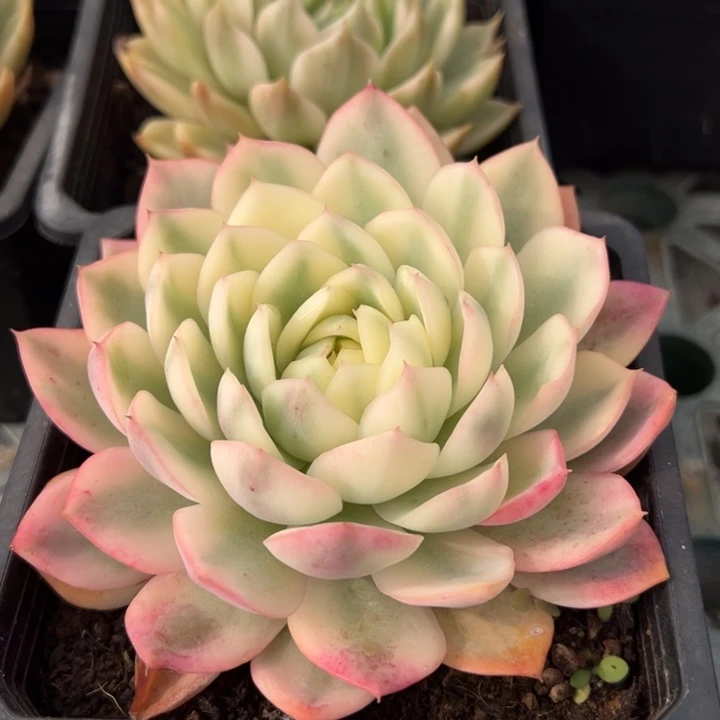 韩水晶锦一物一拍锦龙