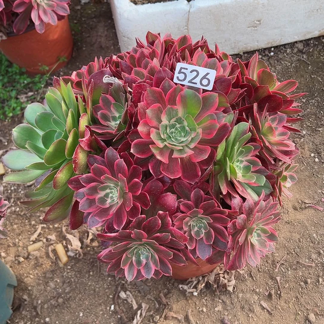 紫砂茶宠浣纱老桩一颗526