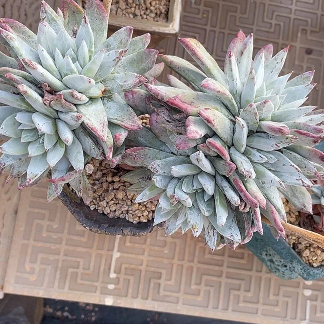 【闪购商品】蔡*帕翠莎