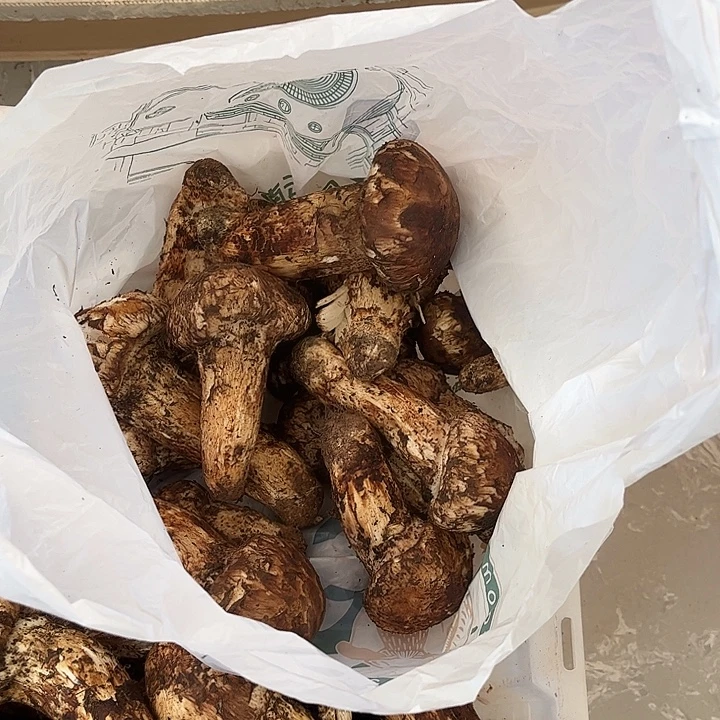 用***8云南野生菌各种新鲜菌菇中国大陆