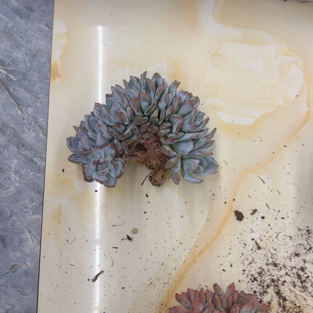 短****芙16.008石榴籽32缀化