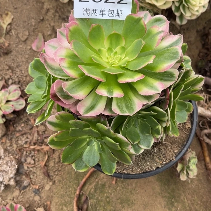 半***糖粉海王多肉多肉的人2322